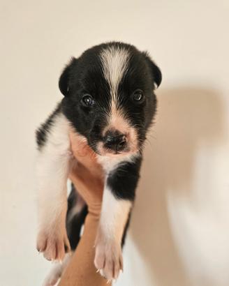 Cuccioli di border collie