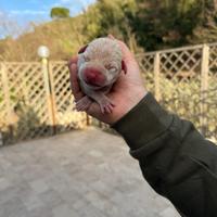 Cuccioli dogo argentino