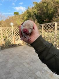 Cuccioli dogo argentino