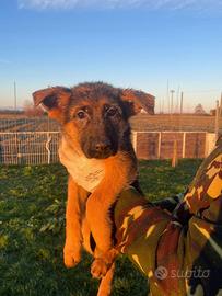 Ultima cucciola pastore tedesco