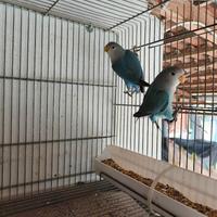 Inseparabili NT sessati & anellati FOI