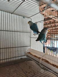 Inseparabili NT sessati & anellati FOI