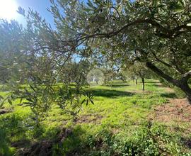 TER. AGRICOLO A ALBANELLA