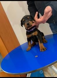 Cuccioli di dobermann