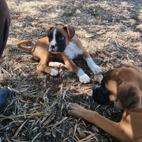 Allevamento e Cuccioli Boxer in Puglia
