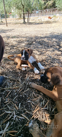 Allevamento e Cuccioli Boxer in Puglia