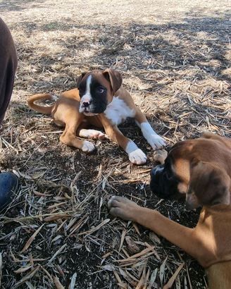 Allevamento e Cuccioli Boxer in Puglia