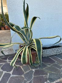 Pianta Agave gigante