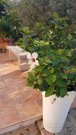 Grazioso bilocale San Teodoro