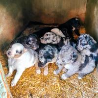 Cuccioli di pastore del lagorai