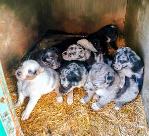 Cuccioli di pastore del lagorai
