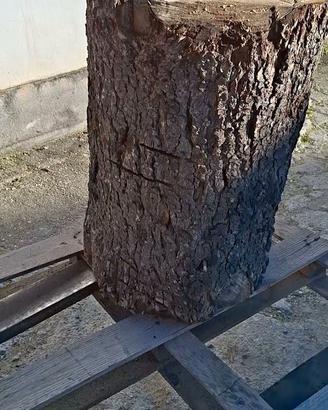 Tronco grezzo legno Cedro del Libano