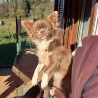 Chihuahua per monta
