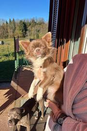 Chihuahua per monta