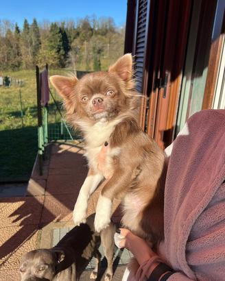 Chihuahua per monta