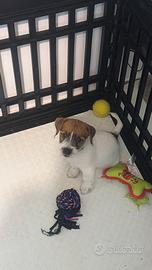 Cuccioli Jack Russell