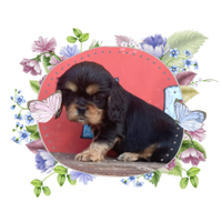 Cavalier king pedigree ENCI