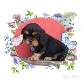 Cavalier king pedigree ENCI