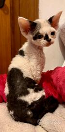 Devon Rex (possibile consegna)