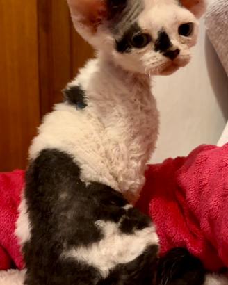 Devon Rex (possibile consegna)