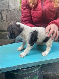 Springer spaniel da tartufo