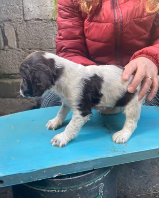 Springer spaniel da tartufo