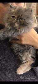 Gattina persiana