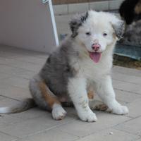 Cucciolo pastore Australiano