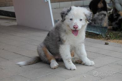 Cucciolo pastore Australiano