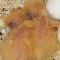 Pappagalli Inseparabili