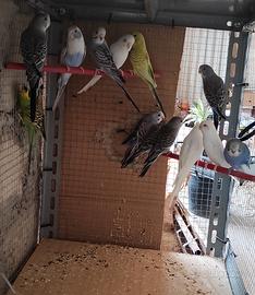 Cocorite ondulati novelli