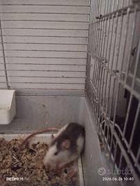 Ratti domestici