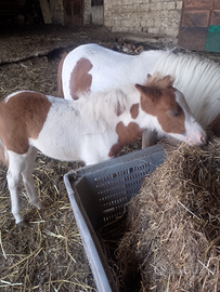 Pony femmina