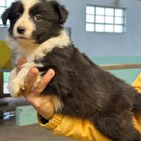 Cuccioli di border collie