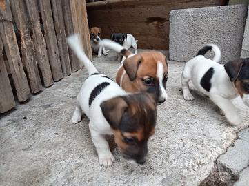 Jack Russell