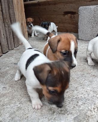 Jack Russell