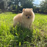 Cuccioli Spitz Nano Pomerania