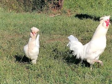 Coppia di galline Polverara