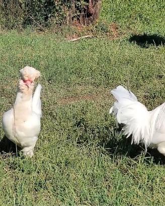 Coppia di galline Polverara