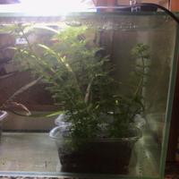 Limnophila sessiliflora