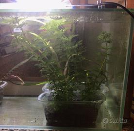 Limnophila sessiliflora