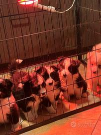 Cuccioli di Border Collie