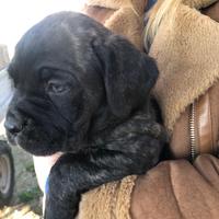 3 Cuccioli Cane Corso puro-provincia di Roma