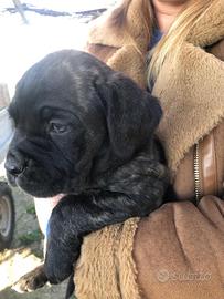 3 Cuccioli Cane Corso puro-provincia di Roma