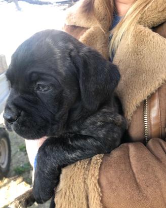 3 Cuccioli Cane Corso puro-provincia di Roma
