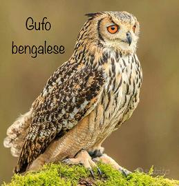 Gufi e rapaci notturni con cites