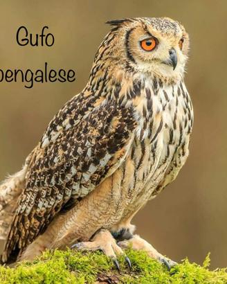 Gufi e rapaci notturni con cites