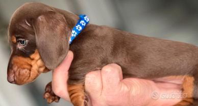 Cuccioli bassotti cioccolato e blu M e F