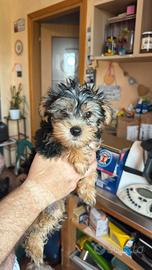 Cuccioli di Yorkshire Terrier