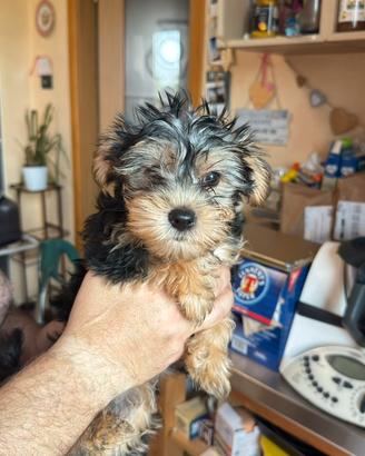 Cuccioli di Yorkshire Terrier